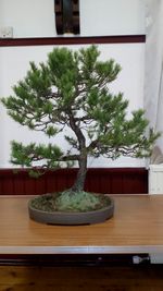 Scots Pine purchased from Marie Vevers Nov 2017